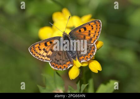 Rame (Lycaena alcifron) femmina adulta, nutrita con il piede dell'uccello (Ornithopus perpusilus) fiore, in prato alpino, Italia Foto Stock