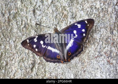 Porpora Imperatore (Apatura iris) maschio adulto, basking su roccia, Italia Foto Stock