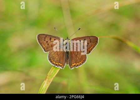 Sooty rame (Lycaena tityrus) femmina adulta, riposante su erba, Foret de Fontainebleu, Francia settentrionale Foto Stock