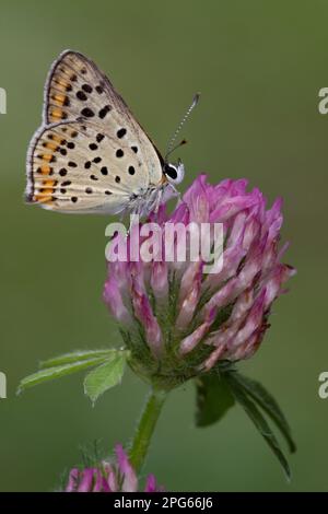 Sooty Copper (Lycaena tityrus) adulto maschio, sotto, nutrimento su fiore di trifoglio rosso (Trifolium pratense), in prato alpino, Italia Foto Stock