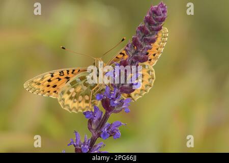 Argynnis aglaia, verde scuro fritillario (Argynnis aglaja), grande Fritillario, altri animali, insetti, Farfalle, Animali, Fritillario verde scuro Foto Stock