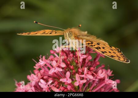 Adulto verde scuro verde scuro fritillary (Argynnis aglaja) che riposa su valerian rosso (Centrenthus ruber), Oxfordshire, Inghilterra, Regno Unito Foto Stock