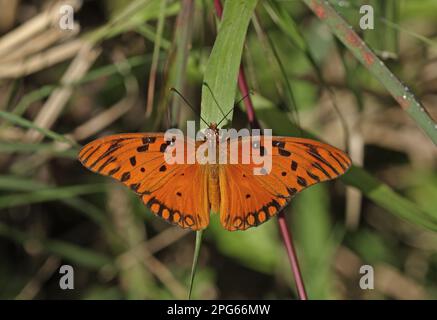 Gulf Fritillary (Agraulis vanillae insularis) adulto, basking su erba, Linstead, Giamaica Foto Stock