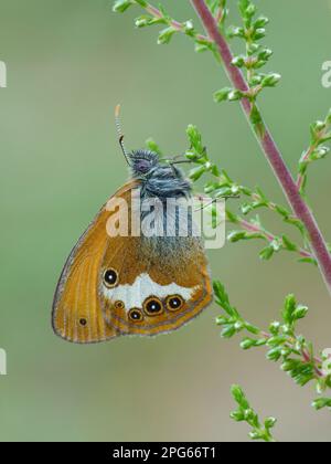 Brughiera (Coenonympha arcania) adulto, riposante su erica comune (Calluna vulgaris), valle Cannobina, Alpi italiane, Piemonte, Italia settentrionale Foto Stock