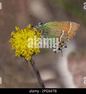 Mitoura gossamer farfalla alata (Licaenidae), altri animali, insetti, farfalle, animali, Juniper Hairstreak (Callophrys gryneus) femmina adulta Foto Stock