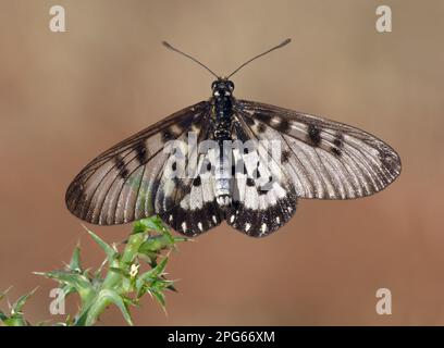 Farfalla a spazzola (Nymphalidae), altri animali, insetti, farfalle, animali, Farfalla di vetro (Acraea andromaca) adulto, nutrire a fiore Foto Stock