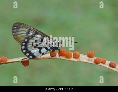 Farfalla Glasswing (Acraea andromaca) adulto, riposante su foglia di eucalipto, con le galline e formica, Kakadu, territorio del Nord, Australia Foto Stock