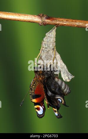 pavoni europei altri animali, insetti, Farfalle, animali, farfalla di pavone (Inachis io) adulto, è emerso dalla pupa, asciugando ed espandendo le ali Foto Stock