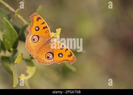 Farfalla a spazzola (Nymphalidae), altri animali, insetti, farfalle, animali, Peacock Peacock Pansy (Junonia almana) adulto, riposante sulle foglie Foto Stock