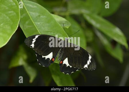 Farfalla di cavaliere, coda di rondine di giardino, altri animali, insetti, Farfalle, Animali, coda di rondine di Orchard (Papilio aegeus aegeus) femmina adulta, a riposo Foto Stock