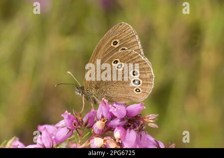 Anellotto (Aphantopus hyperantus), uccelli di legno marrone, uccelli di legno marrone, altri animali, insetti, Farfalle, animali, Ringlet adulto, sotto, riposo Foto Stock