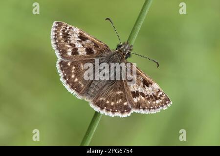 Dingy Skipper (Erynnis Tages) adulto, riposante sul gambo di erba, Warwickshire, Inghilterra, Regno Unito Foto Stock