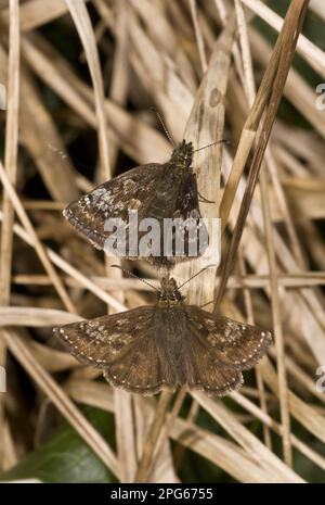 Dingy Skipper (Erynnis Tages) coppia di adulti, corteggiamento, Pirenei francesi, Francia Foto Stock