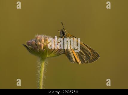 Essex Skipper (Thymelius lineola) adulto, riposante sui germogli, Bulgaria Foto Stock