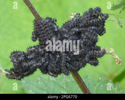 Piccola tartaruga piccola (Aglais orticae), alimentazione di massa su foglie di ortica puzzolente (Urtica dioica), Italia settentrionale Foto Stock