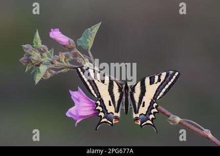 Farfalla a coda di rondine (Papilionidae), altri animali, insetti, farfalle, animali, Alessanor meridionale (alessanor Papilio) adulto, riposante su fioritura Foto Stock