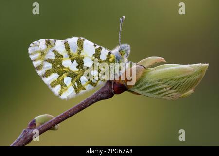 Est drappeggiato est bianco drappeggiato (Euchloe ausonia) adulto, riposante su boccioli di castagno (Castanea sativa), Etna, Sicilia, Italia Foto Stock