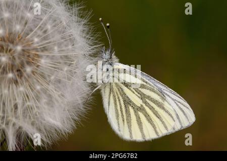 Verde-venato bianco (Pieris napi) adulto, riposante su dente di leone 'orologio' testa di semina, Powys, Galles, Regno Unito Foto Stock