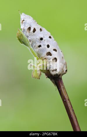 Bramble Stem Gall Wasp (Diastrous rubi) Gall su Plant Stem, Leighton Moss RSPB Reserve, Lancashire, Inghilterra, Regno Unito Foto Stock