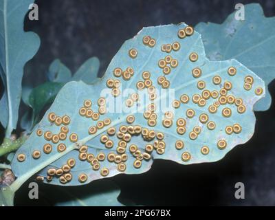 Vespe di gallo (Cynipidae), altri animali, insetti, animali, Gallo di Spangle (Neuroterus numismalis) sul lato inferiore delle foglie di quercia Foto Stock