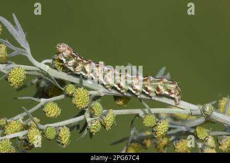 La falena di palissandro (Cucullia absinthii), nutrirsi di palissandro marino (Artemisia maritima), Leicestershire, Inghilterra, Regno Unito Foto Stock