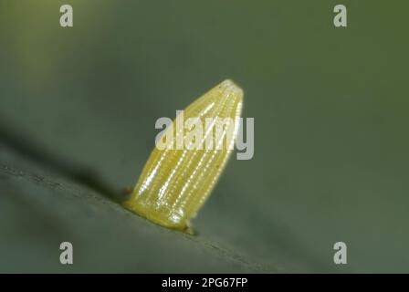 Uovo della piccola farfalla bianca (Pieris rapae), su una foglia di cavolo Foto Stock