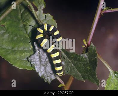 Falena, falena di ontano (Acronicta alni) primo piano, su foglia Foto Stock