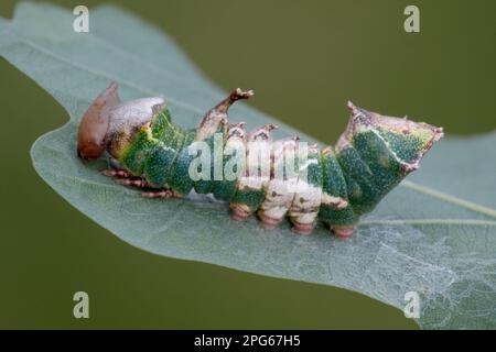 bruno prominente (Harpyia milhauseri) bruco, che si nutre su foglia di quercia comune (Quercus robur), Italia Foto Stock