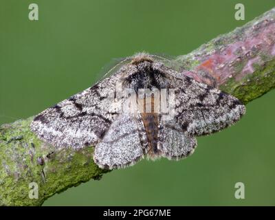 Brindled Beauty (Lycia hirtaria) uomo adulto, riposante su twig, Leicestershire, Inghilterra, Regno Unito Foto Stock