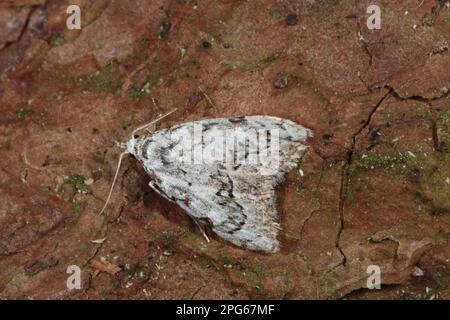 Least Black Arches (Nola fusalis) adulto, riposante sulla corteccia, Powys, Galles, Regno Unito Foto Stock