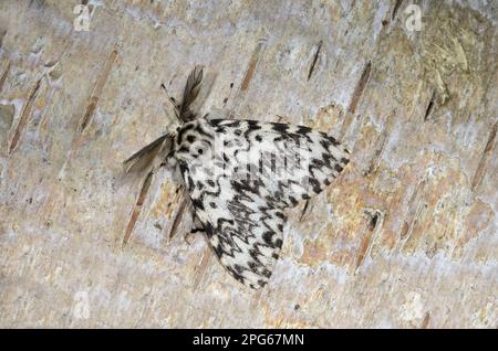 Black Arches (Lymantria monacha) maschio adulto, riposante sulla corteccia, Norfolk, Inghilterra, Regno Unito Foto Stock