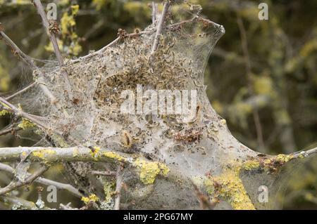 Coda marrone scuro (Euproctis crisorrea), Lymantriidae, insetti, Mothe, Farfalle, Animali, altri animali, colonne di motata dalla coda bruna, in tessuto Foto Stock