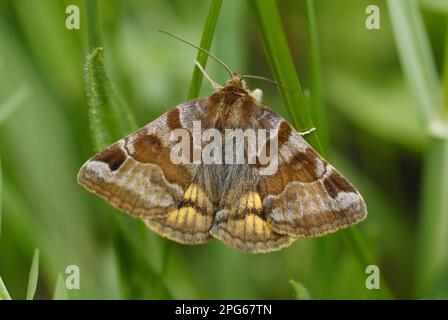 Burnet Companion Moth (Euclidia glifica) adulto, riposante su erba in prato di montagna, Valle de Hecho, Pirenei, Spagna Foto Stock