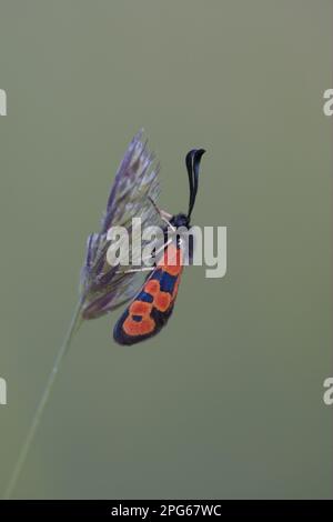 Burnet Moth (Zygaenidae), insetti, Moth, Farfalle, Animali, Altri animali, Burnet Moth (Zygaena hilaris) adulto, riposante su erba, Peyresq, Alpes Foto Stock