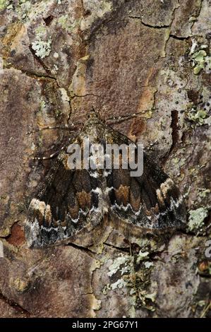 Tappeto di marmo scuro (Chloroclysta citrata) Moth adulto, mimetizzazione su corteccia di pino, Loch Garten RSPB Reserve, Abernethy Forest, Cairngorms N. P. Foto Stock