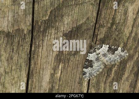 Tappeto da giardino (Xanthorhoe fluttuata), insetti, Mothe, Farfalle, animali, Altri animali Carpet mooth adulto, riposante su recinto, Sheffield, Sud Foto Stock