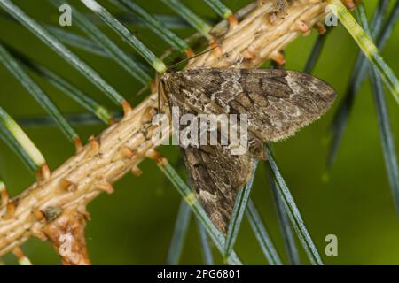 Tappeto di abete rosso (Thera britannica) Moth adulto, riposante su Sitka Spruce (Picea sitchensis) sparare, Powys, Galles, Regno Unito Foto Stock