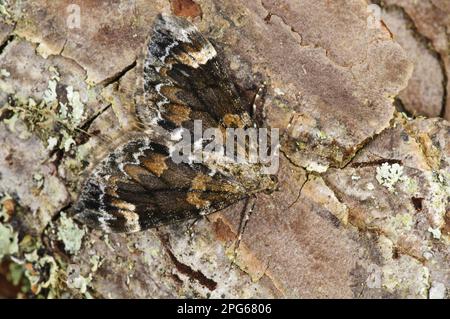 Tappeto di marmo scuro (Chloroclysta citrata) Moth adulto, mimetizzazione su corteccia di pino, Loch Garten RSPB Reserve, Abernethy Forest, Cairngorms N. P. Foto Stock