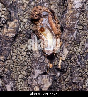 Carpocapsa pomonella, Laspeyresia pomonella, Laspeyresia pomonella, insetti, Moti, Farfalle, animali, altri animali, Codlin Moth (Cydia pomonella) Larva Foto Stock