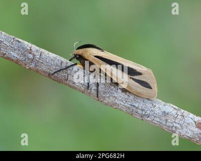 Donna adulta di bruco peloso (Creatonotos gangis), poggiante sul bastone, Australia Occidentale, Australia Foto Stock