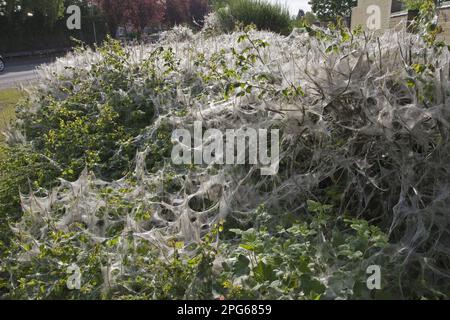 Ermine di ciliegio (Yponomeuta evonymonella) Tende di seta tessute da larve, come protezione dai predatori, Norfolk, Inghilterra, Regno Unito Foto Stock