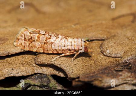 Orange Pine Tortrix (Lozotaeniodes formosanus) adulto, riposante sulla corteccia del pino, Thurley Common National Nature Reserve, Surrey, Inghilterra, Regno Unito Foto Stock