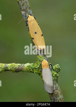 Orso di lichene a quattro macchie, orso di lichene grande, insetti, Mothe, Farfalle, Animali, altri animali, footman a quattro macchie (Lithosia quadra) maschio adulto Foto Stock