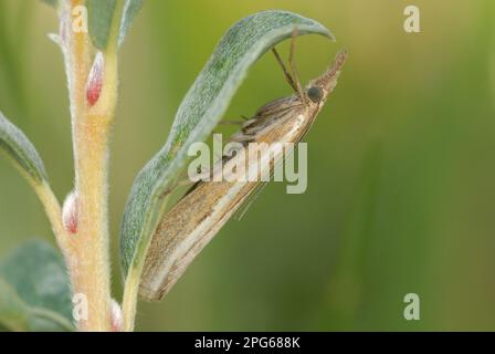 Comune Erba-impiallacciatura (Agriphila tristella) adulto, riposante su foglia in sistema di dune di sabbia costiera, Whitford Burrows National Nature Reserve, Gower Foto Stock