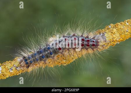 Zingara (Lymantria dispar) caterpillar, tappa finale, su ramo coperto di licheni, Alpi Italiane, Italia Foto Stock