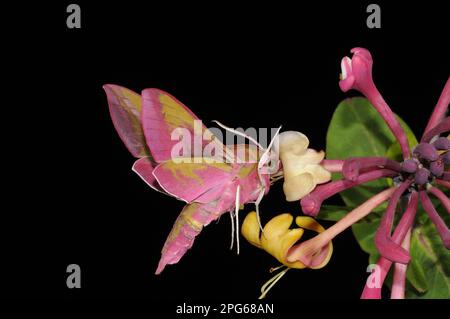 Falco-falco dell'elefante (Deilephila elpenor), falco medio della vite, falco-falco, insetti, falchi, Farfalle, animali, altri animali, Elephant Hawkmoth Foto Stock