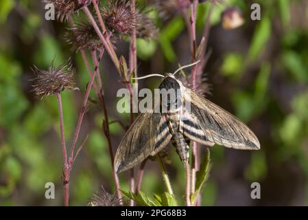 Falchi privati (Sphinx ligustri), falchi, insetti, falchi, farfalle, Animali, altri animali, Privet Hawkmoth adulto, riposante sulla testa di piantina Foto Stock