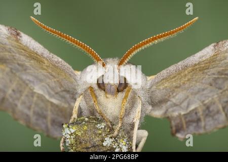 Pioppo Hawkmoth (Laothoe populi) adulto, primo piano della testa, Essex, Inghilterra, Regno Unito Foto Stock