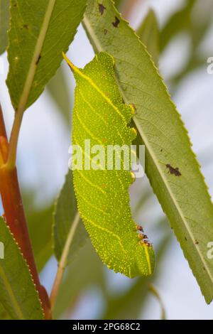 Pioppo Hawkmoth (Laothoe populi) larva integrale, su foglia di salice, Powys, Galles, Regno Unito Foto Stock