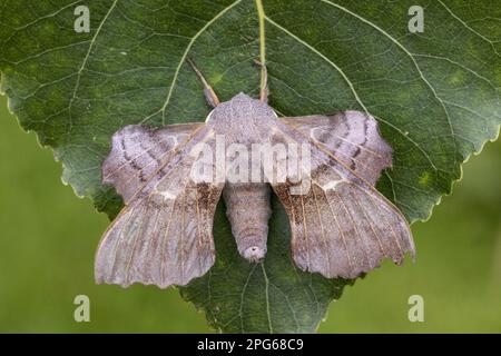 Falco-falco di pioppo (Laothoe populi), falco-falco, insetti, falchi, Farfalle, Animali, altri animali, Poplar Hawkmoth adulto, riposante su Norfolk Foto Stock